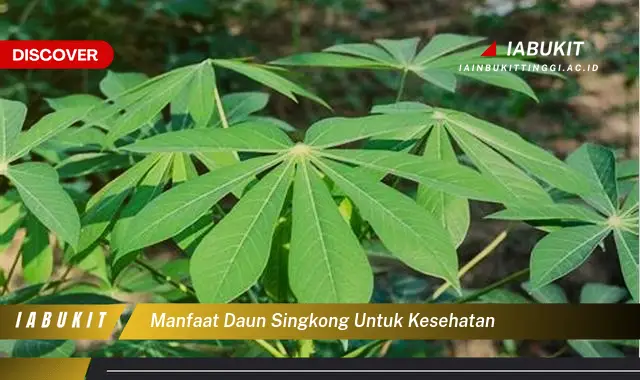 manfaat daun singkong untuk kesehatan