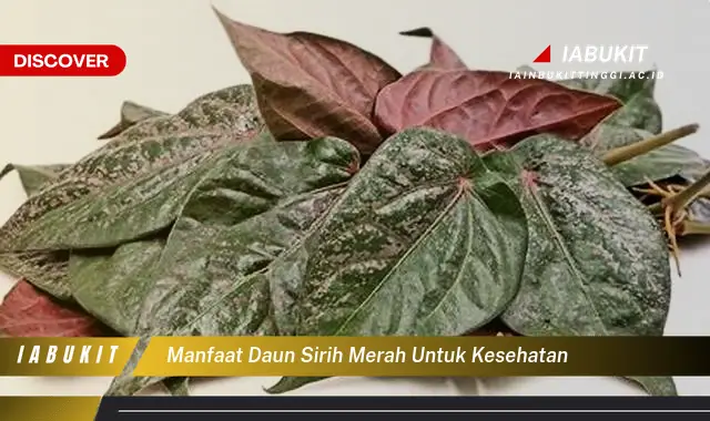 manfaat daun sirih merah untuk kesehatan