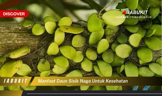 manfaat daun sisik naga untuk kesehatan