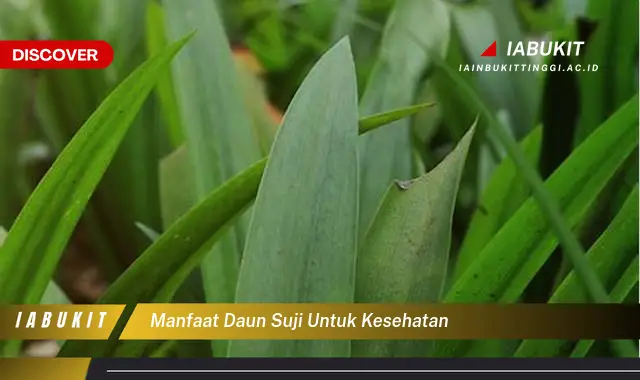 manfaat daun suji untuk kesehatan