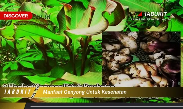 manfaat ganyong untuk kesehatan