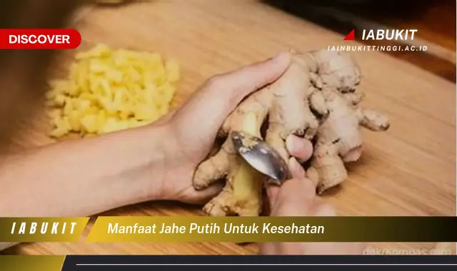 manfaat jahe putih untuk kesehatan