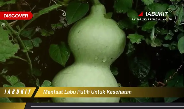 manfaat labu putih untuk kesehatan