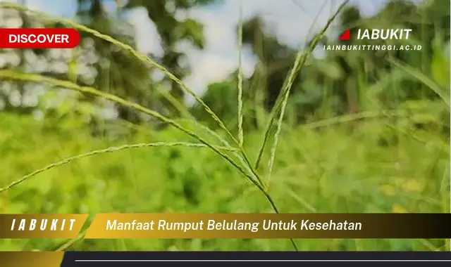 manfaat rumput belulang untuk kesehatan