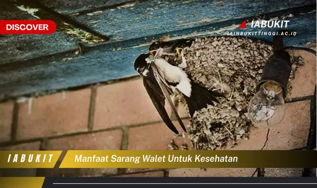 manfaat sarang walet untuk kesehatan