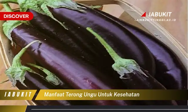 manfaat terong ungu untuk kesehatan