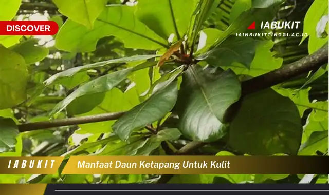 manfaat daun ketapang untuk kulit