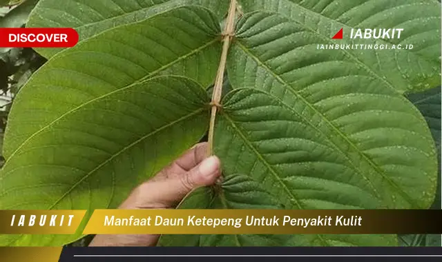 manfaat daun ketepeng untuk penyakit kulit