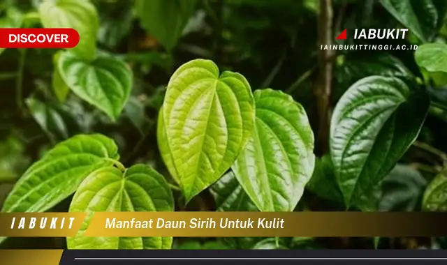 manfaat daun sirih untuk kulit