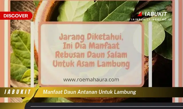 manfaat daun antanan untuk lambung