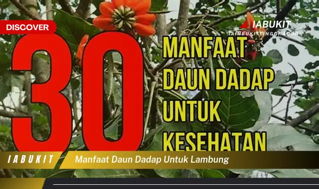 manfaat daun dadap untuk lambung