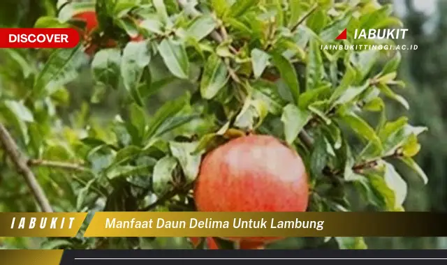 manfaat daun delima untuk lambung