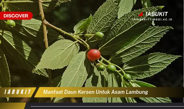 manfaat daun kersen untuk asam lambung