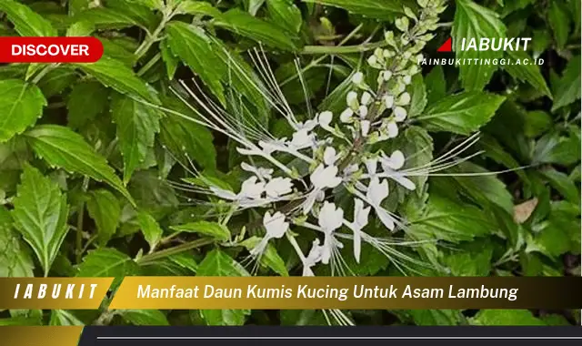 manfaat daun kumis kucing untuk asam lambung