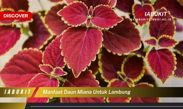 manfaat daun miana untuk lambung