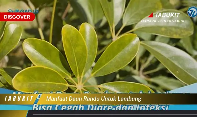 manfaat daun randu untuk lambung