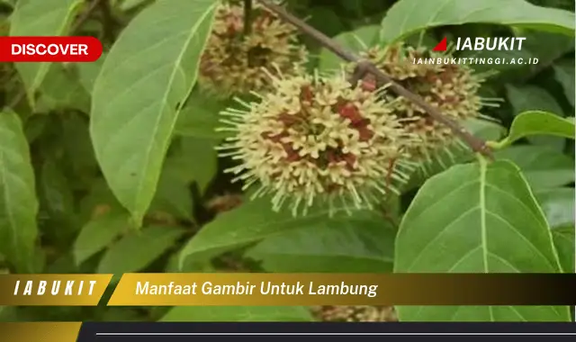 manfaat gambir untuk lambung