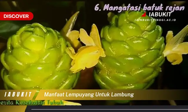 manfaat lempuyang untuk lambung