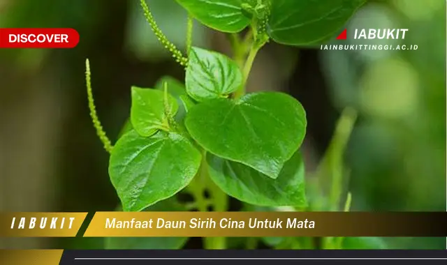 manfaat daun sirih cina untuk mata