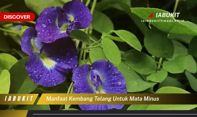 manfaat kembang telang untuk mata minus