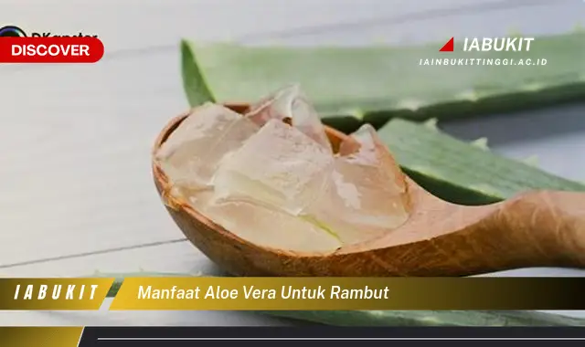 manfaat aloe vera untuk rambut