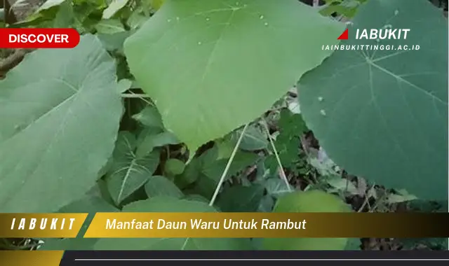 manfaat daun waru untuk rambut