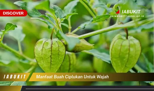 manfaat buah ciplukan untuk wajah