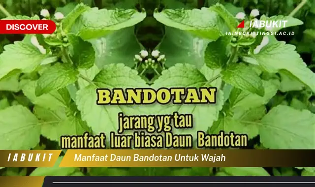 manfaat daun bandotan untuk wajah manfaat daun bandotan untuk wajah