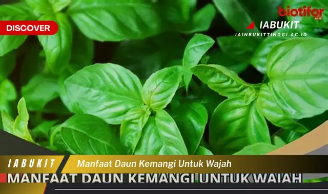 manfaat daun kemangi untuk wajah