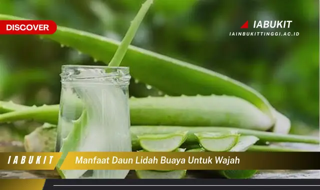 manfaat daun lidah buaya untuk wajah