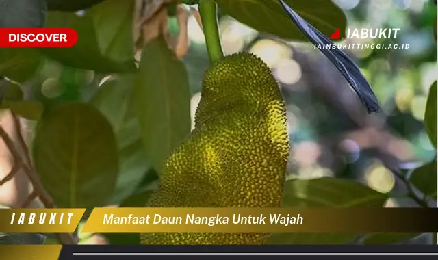 manfaat daun nangka untuk wajah