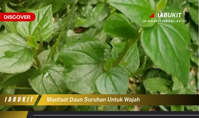 manfaat daun suruhan untuk wajah