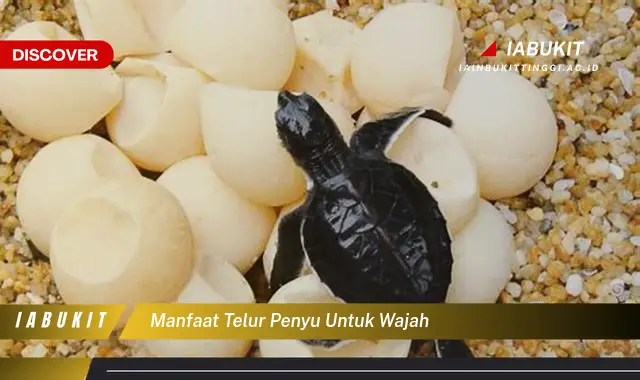 manfaat telur penyu untuk wajah