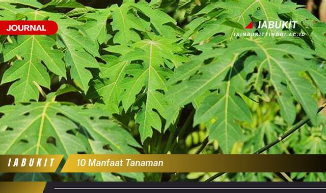 Ketahui 8 Manfaat 10 Manfaat Tanaman untuk Kesehatan dan Lingkungan