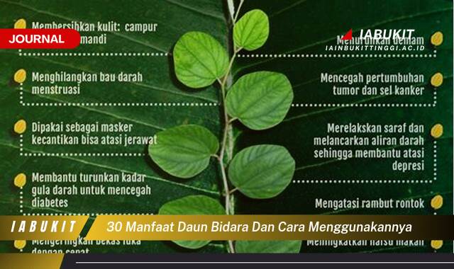 Inilah 30 Manfaat Daun Bidara dan Cara Menggunakannya untuk Kesehatan & Kecantikan Inilah 30 Manfaat Daun Bidara dan Cara Menggunakannya untuk Kesehatan & Kecantikan