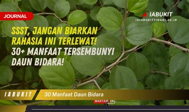 Inilah 30 Manfaat Daun Bidara untuk Kesehatan, Kecantikan, dan Pengobatan Tradisional