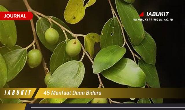 Inilah 45 Manfaat Daun Bidara untuk Kesehatan, Kecantikan, dan Pengobatan Tradisional Inilah 45 Manfaat Daun Bidara untuk Kesehatan, Kecantikan, dan Pengobatan Tradisional