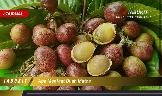 Inilah 8 Manfaat Buah Matoa untuk Kesehatan Tubuh Anda