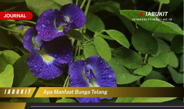 Inilah 8 Manfaat Bunga Telang untuk Kesehatan Tubuh Anda Inilah 8 Manfaat Bunga Telang untuk Kesehatan Tubuh Anda