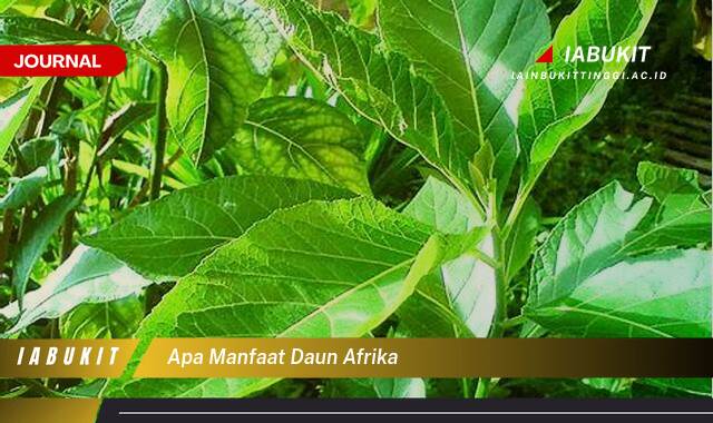 Inilah 10 Manfaat Daun Afrika untuk Kesehatan Tubuh Anda