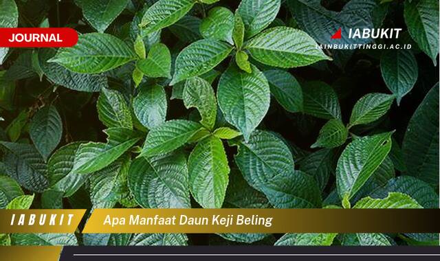 Inilah 8 Manfaat Daun Keji Beling untuk Kesehatan Anda dan Cara Menggunakannya