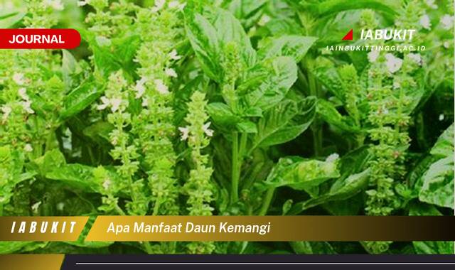 Inilah 9 Manfaat Daun Kemangi untuk Kesehatan Tubuh Anda Inilah 9 Manfaat Daun Kemangi untuk Kesehatan Tubuh Anda