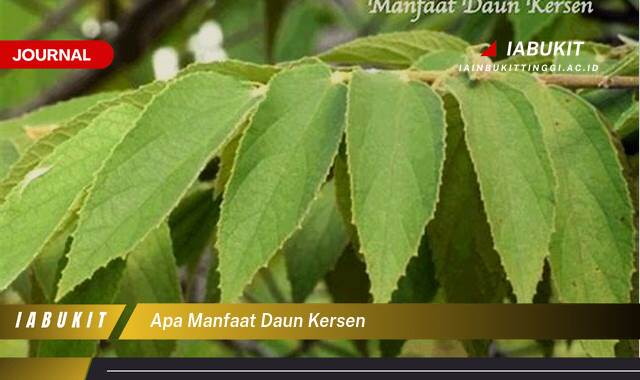 Inilah 10 Manfaat Daun Kersen untuk Kesehatan, Dari Akar Hingga Daun