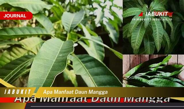 Inilah 8 Manfaat Daun Mangga, Rahasia Pengobatan Alami dan Kesehatan Optimal