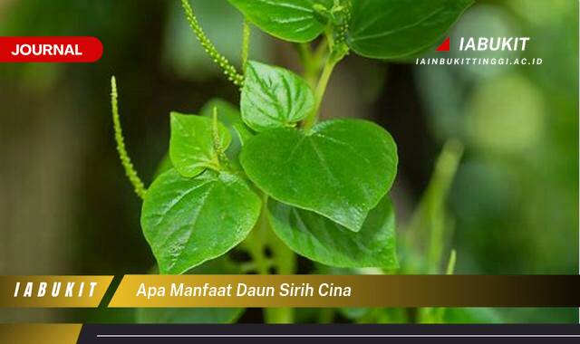 Inilah 10 Manfaat Daun Sirih Cina untuk Kesehatan dan Kecantikan Anda Inilah 10 Manfaat Daun Sirih Cina untuk Kesehatan dan Kecantikan Anda