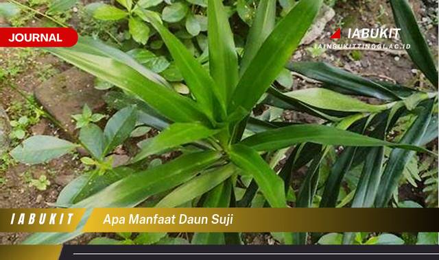 Inilah 10 Manfaat Daun Suji Untuk Kesehatan dan Kecantikan Alami