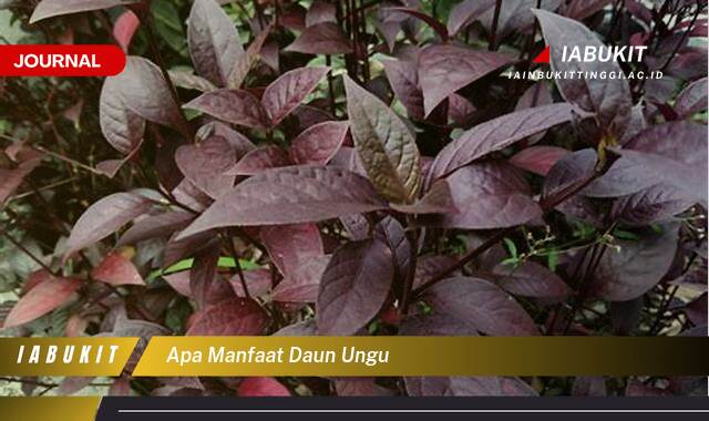 Inilah 8 Manfaat Daun Ungu untuk Mengatasi Wasir dan Cara Penggunaannya
