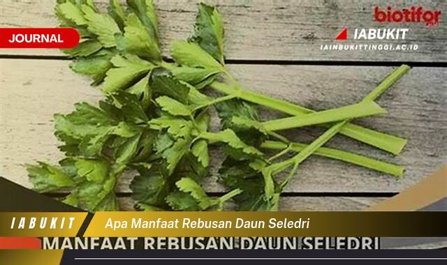 Inilah 10 Manfaat Rebusan Daun Seledri, Rahasia Kesehatan Alami yang Perlu Anda Tahu