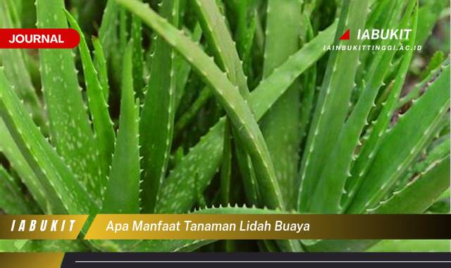 Inilah 10 Manfaat Tanaman Lidah Buaya untuk Kesehatan Kulit dan Rambut Anda