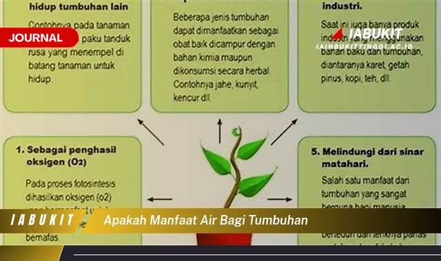 Inilah 9 Manfaat Air Bagi Tumbuhan, Kunci Pertumbuhan dan Kesehatan yang Optimal